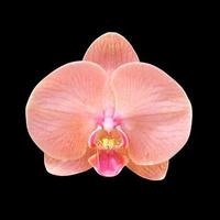 pink orchid isolated on black photo