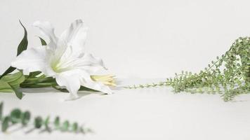 flowers on white background with copy space photo