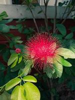foto de flor de pluma roja