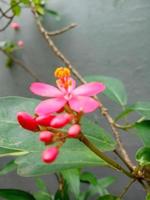 foto de flor roja