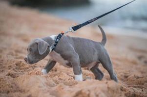 Cachorro de matón americano divertido en la playa con la gente de la familia foto