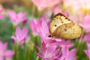 mariposa amarilla en la flor de lirio de lluvia que florece en la temporada de lluvias, lirio de hadas, flor de zephyr, zephyranthes grandiflora. foto