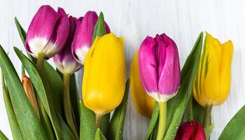 Beautiful Bunch of Tulips and yellow Daffodils on the white Background, spring holiday concept, copy space