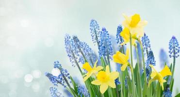 campanillas de primavera y flores de narcisos bajo el fondo del cielo azul