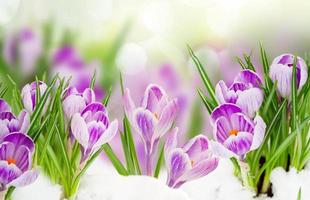 Spring crocuses flowers under snow on bokeh background photo