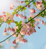 hermosa flor de cerezo sakura del Himalaya en primavera sobre el cielo