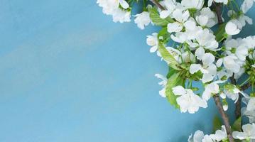 White spring flowers with green leaves border on a light blue background empty space for your text