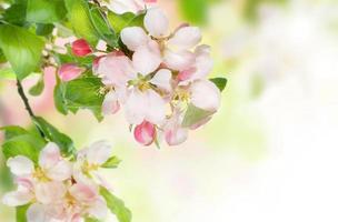 Spring Blossom border. Spring tree flowers. Apple blossom on defocused of natural background of blooming trees.