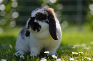 little aries rabbit in grass photo