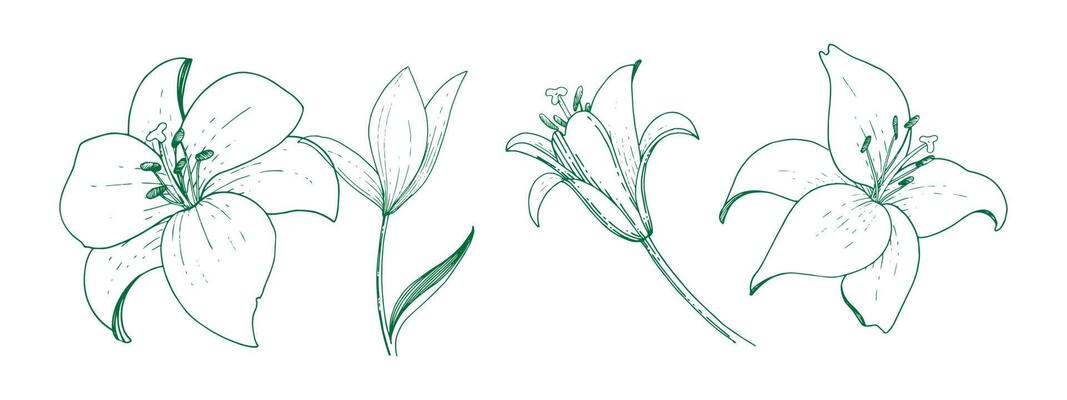 freesia flowers vector eps 10