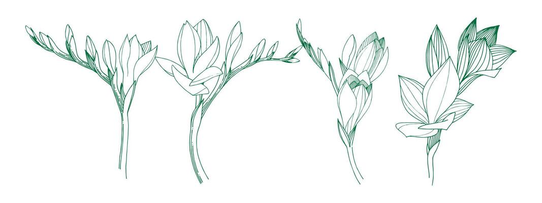 Freesia flower and leaf drawing illustration with line art on white backgrounds