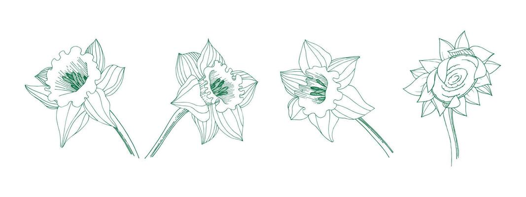 Freesia flower graphic black white isolated sketch illustration set