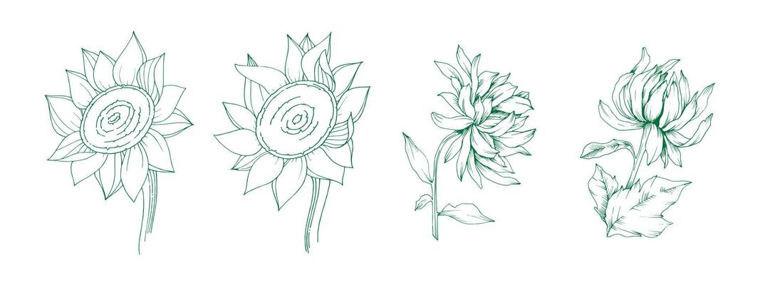 Freesia flowers drawing and sketch vector