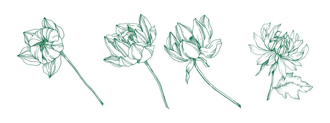 Freesia flower graphic black white isolated sketch illustration set