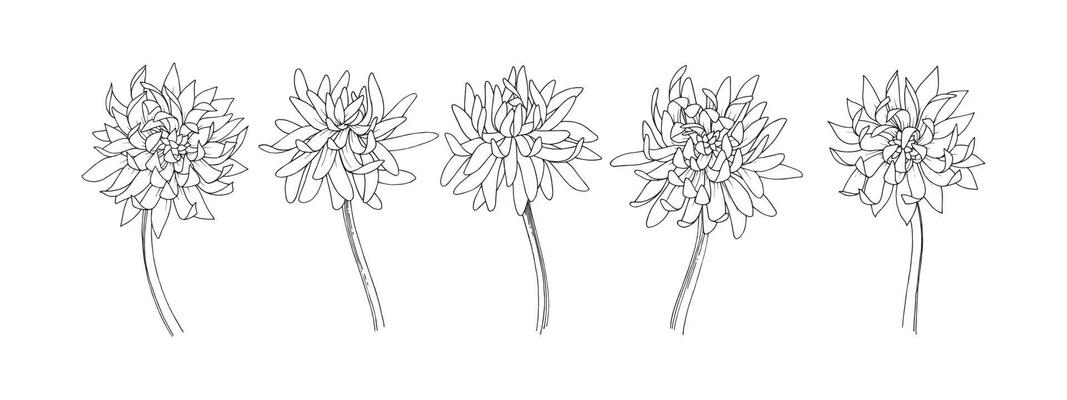 collection of flowers vector eps 10