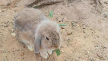 Lovely brown fluffy and soft hare Holland lop bunny rabbit eating Israel stevia. photo