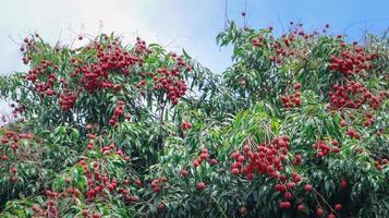 Amphawa Lychee is thorny, has tight skin and pulp, can be eaten raw or cooked. photo