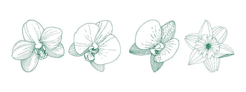 Freesia flower and leaf drawing illustration with line art on white background vector