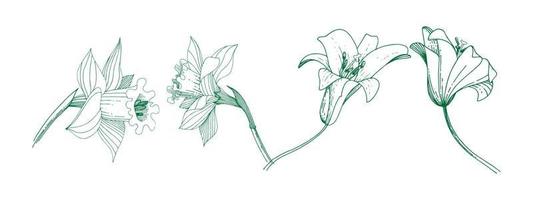 Freesia flower graphic black white isolated sketch illustration set vector