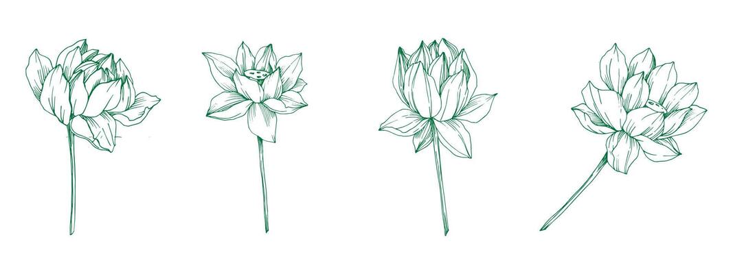 Freesia flower graphic black white isolated sketch illustration set vector eps 10