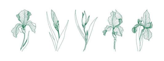 Freesia flowers drawing and sketch vector eps 10