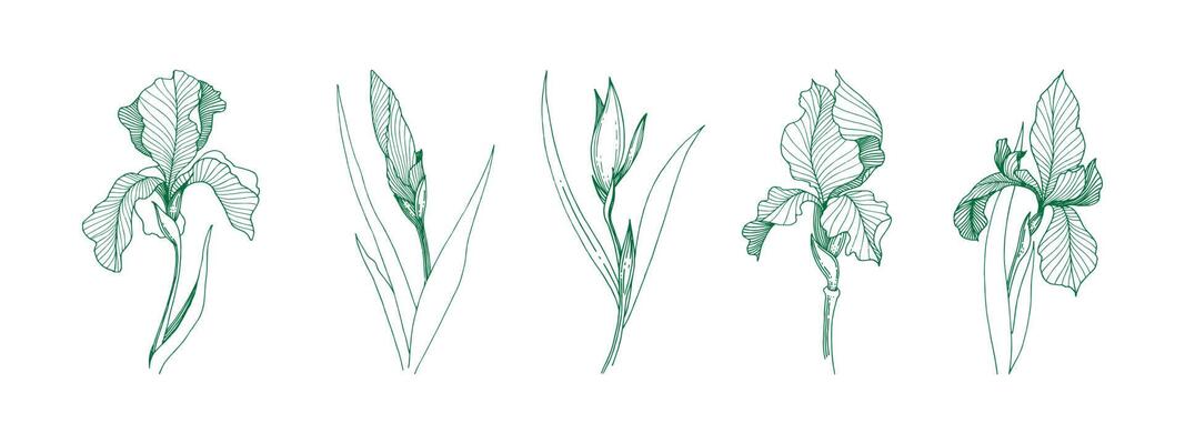 Freesia flowers drawing and sketch vector eps 10