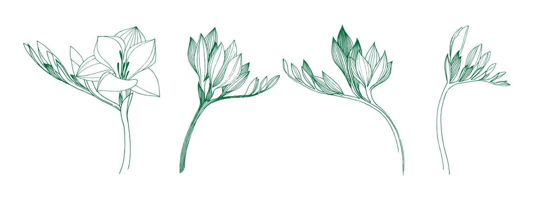 Freesia flower and leaf drawing illustration with line art on white background vector eps 10