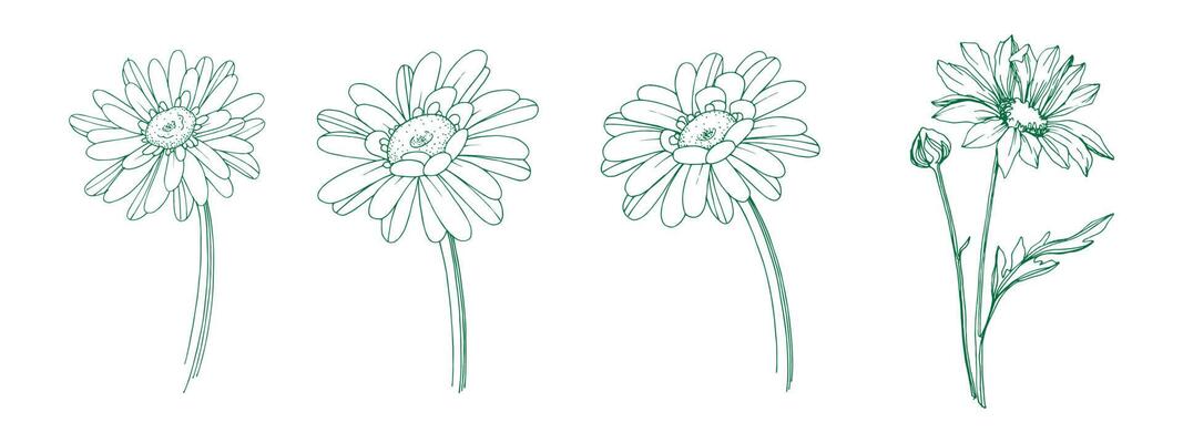 collection of flowers vector