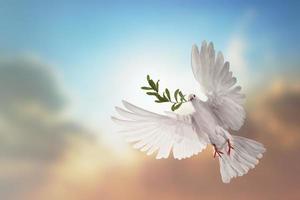 paloma blanca que lleva una rama de hoja de olivo en una luz hermosa y un destello de lente. concepto de libertad y día internacional de la paz foto