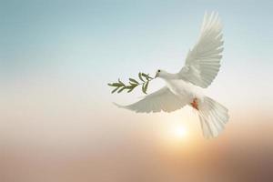 paloma blanca o paloma blanca que lleva rama de hoja de olivo sobre fondo pastel y camino de recorte y día internacional de la paz, orar por ucrania y sin concepto de guerra foto