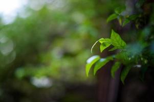 Beautiful green leaves. photo