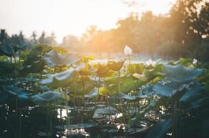 estanque de loto y amanecer foto