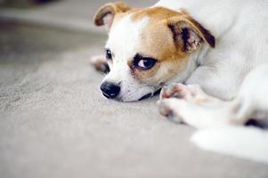 Cute pet dog white Wait for the boss to return home. I sit in front of the house in the daytime. photo