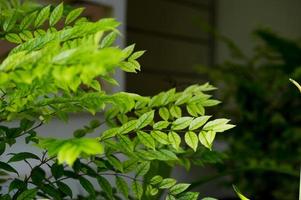 Beautiful leaves that affect the sun. And beautiful in nature. The leaves are not light green. photo