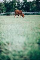 Cow and green grass photo