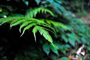 Trees and nature in the morning with light shining down. To see the beauty of nature. photo