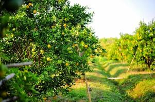 jardín de naranjos con muchas huertas maduras. cara amarilla el jardín naranja de los jardineros esperando la cosecha. foto