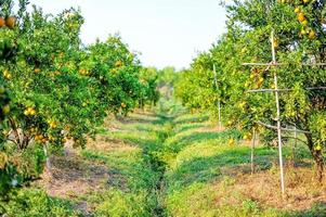 Orange garden with many ripe orchards. Yellow face The orange garden of the gardeners waiting for the harvest. photo