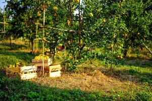 Orange garden with many ripe orchards. Yellow face The orange garden of the gardeners waiting for the harvest. photo