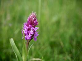 Southern Marsh Orchid flowering in the English countryside photo