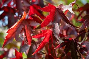 American Red Gum tree leaves in autumn photo