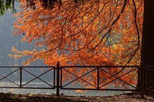 espectacular árbol de alerce en el lago en parco di monza italia foto