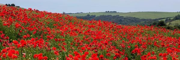 Field of Poppies in Sussex photo