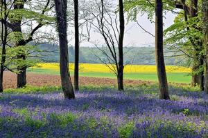 Bluebells in Wepham Woods photo