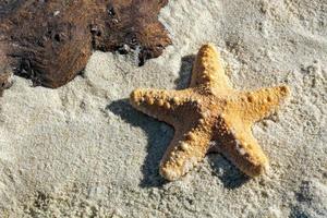 estrellas de mar de la selva y algo de madera a la deriva en arena blanda foto