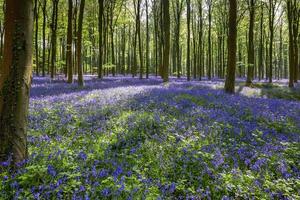 Bluebells in Wepham Wood photo