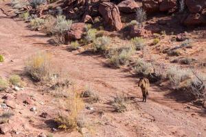 Wild Horse in Monument Valley photo