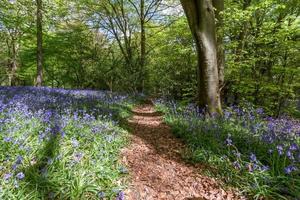 Bluebells in Staffhurst Woods near Oxted Surrey photo