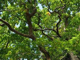 Old Oak Tree in Sussex on a Sunny Day photo