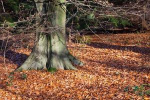 Colourful Beech tree leaves decorating the canopy floor in autumn photo